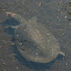 Florida soft-shell turtle