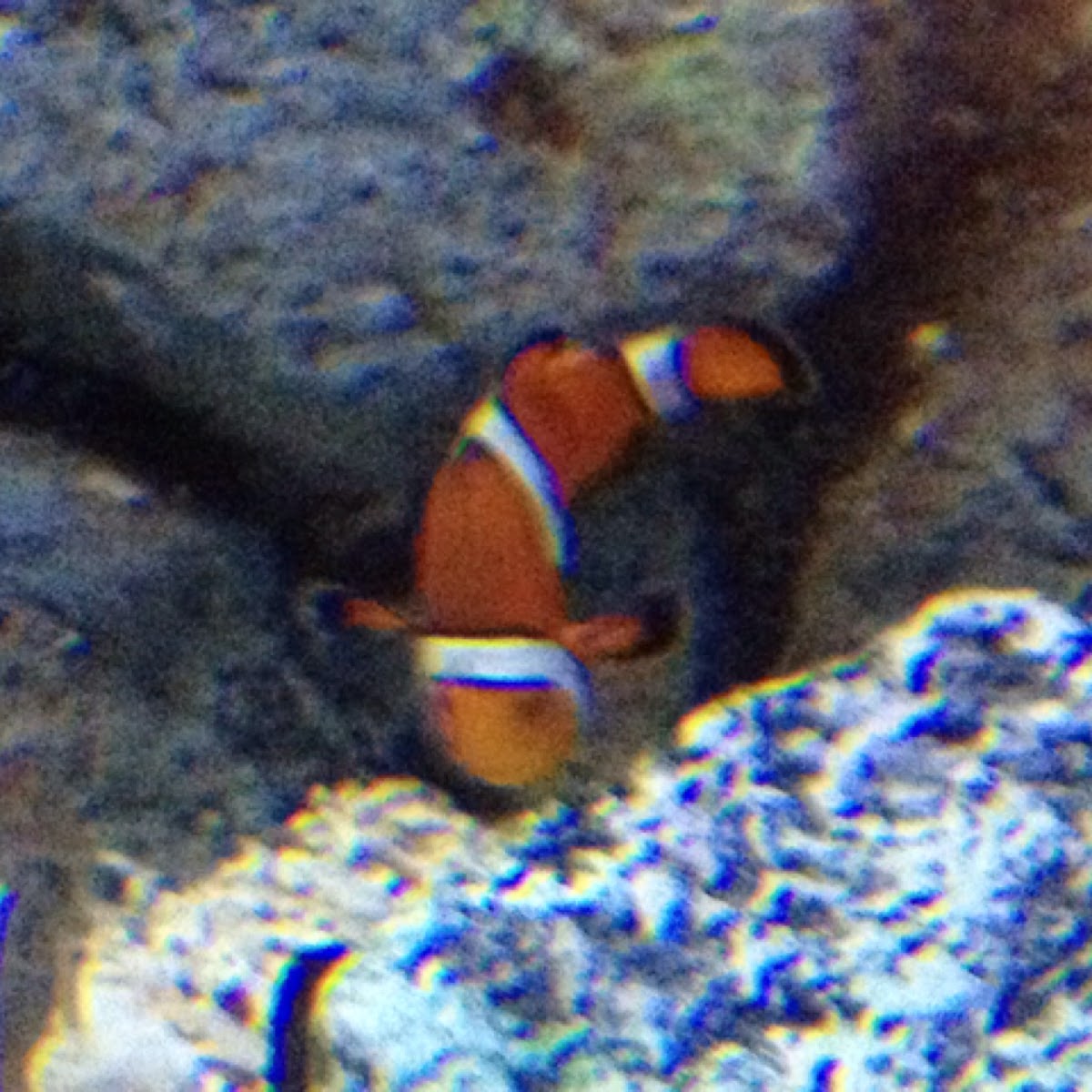 Ocellaris clownfish / False Clownfish