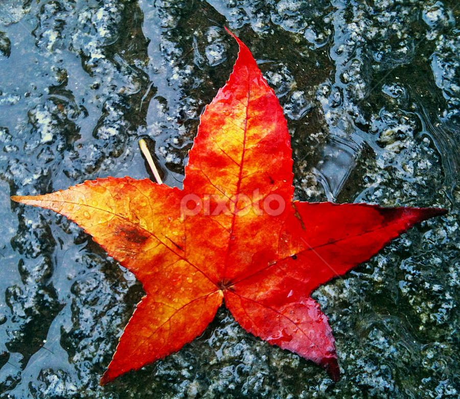 Red Star Leaf Leaves Grasses Nature Up Close Pixoto