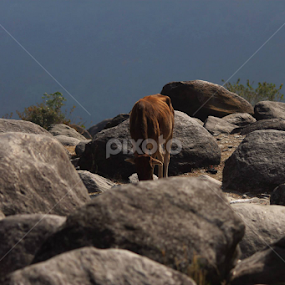 by Swarnendu Dutta - Animals Other Mammals