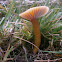 Heath Waxcap