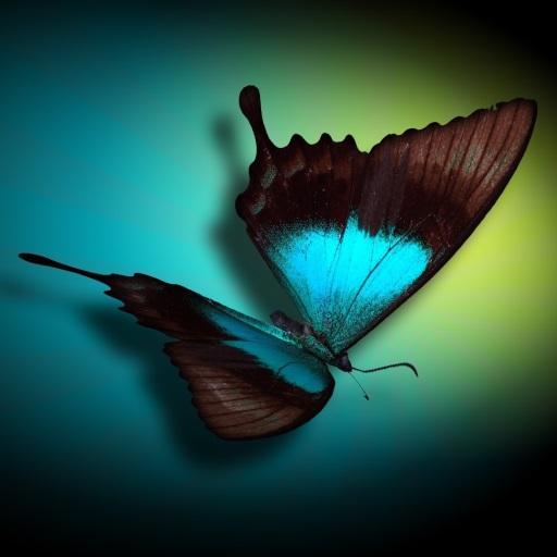 Butterfly 3D Magic Wallpaper