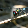 Dark-Tipped Forest Skimmer