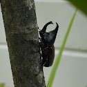 juggernaut beetle