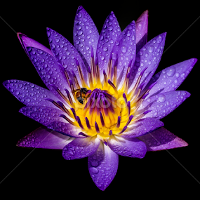 by Asher Jr Salvan - Flowers Single Flower
