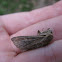 Armyworm Moth (deceased)