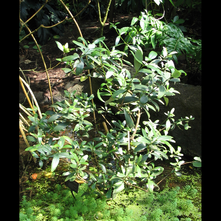 White Mangrove
