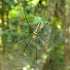 Golden Orb Weavers