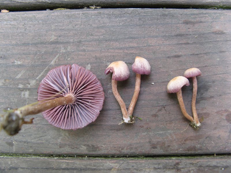 Laccaria amethystina