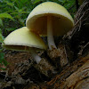 Straw mushroom