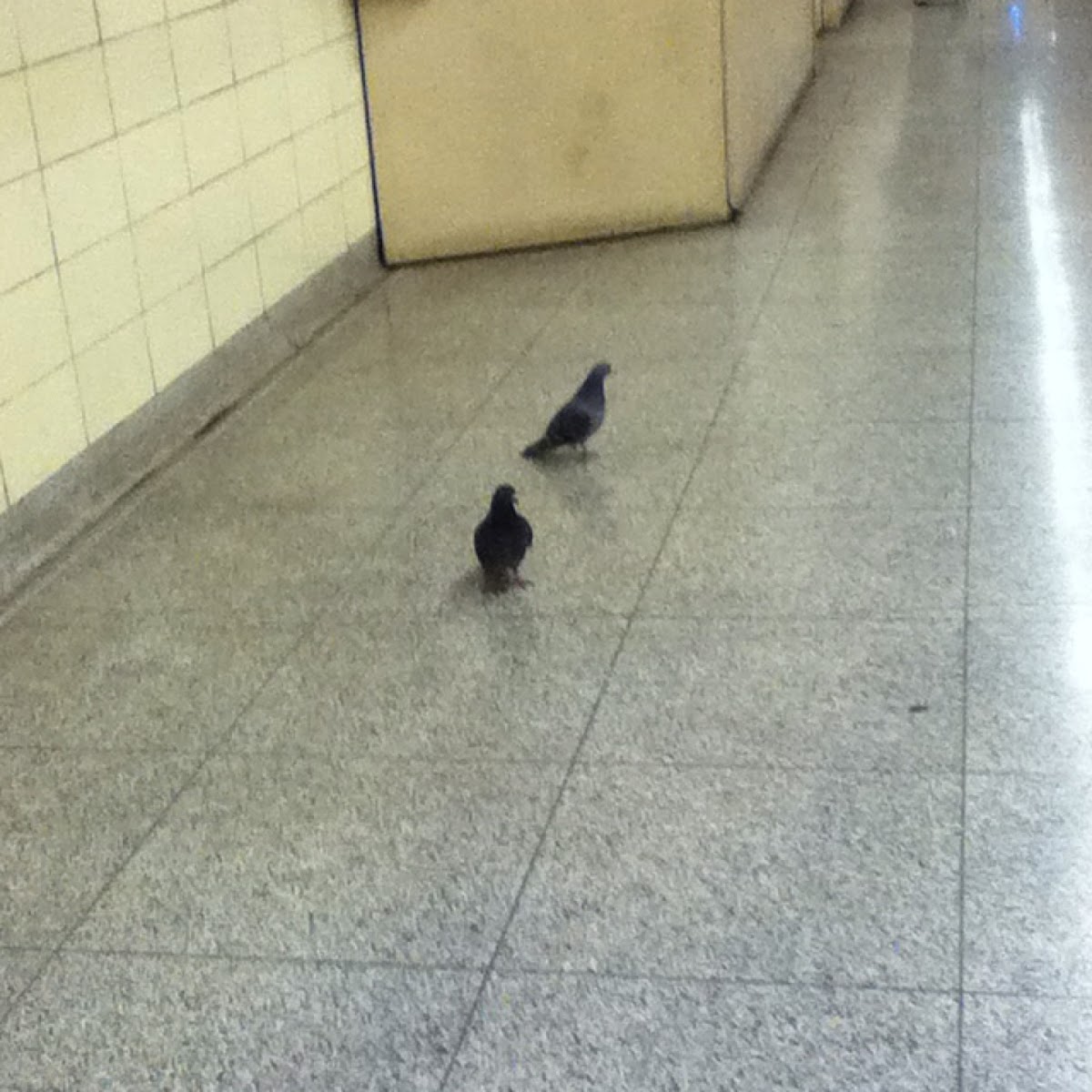 Subway pigeons!