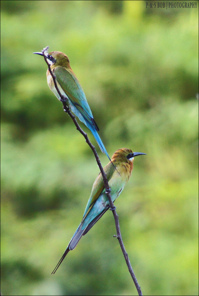 Blue-tailed Bee-eaters