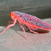 Red Fingernail Bug