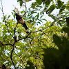 Sumatran Treepie