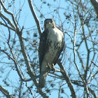Red-tailed Hawk (immature)
