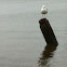 Sea Gull