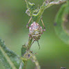 Lygus Bug nymph