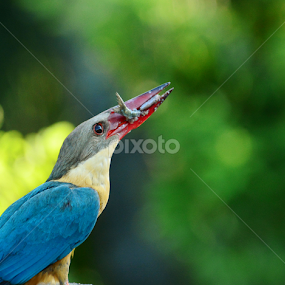 Caught it! by Suchetana Sen - Animals Birds