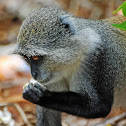Blue monkey/Zanzibar Sykes' monkey