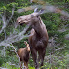 Moose Cow & Moose Calf