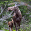 Moose Cow & Moose Calf