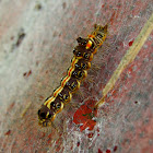 Golden-backed Caterpillar