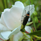 Green Blister Beetle