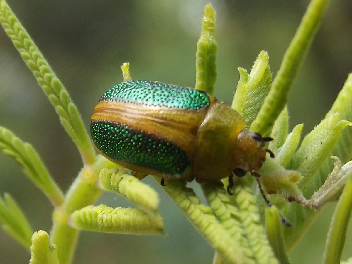 Wattle leaf beetle