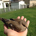 Mourning Dove