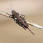 Grouse locust