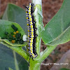 Plain Tiger or African Monarch Caterpillar