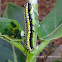 Plain Tiger or African Monarch Caterpillar