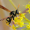 European paper wasp, avispa cartonera