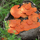 Orange Polypore