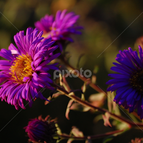 Autumn flowers by Teglas Marin - Flowers Flower Gardens