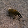 Spanish Weevil (Lixus angustatus)