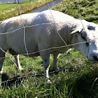 Sheep - ram (male)