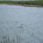 Western Grebe