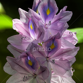 Water hyacinth by Nikola Vlahov - Flowers Flower Gardens