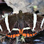 Castniid moth