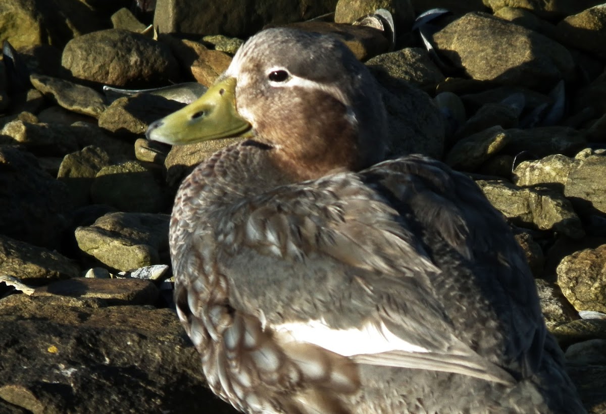 Falkland Steamer Duck