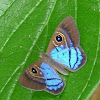 Riodinidae Butterfly (male)