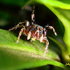 Metallic Green Jumping Spider