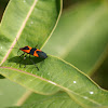 Large Millkweed Bug