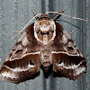 Doubleday's Baileya Moth