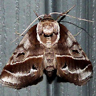 Doubleday's Baileya Moth