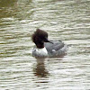 Goosander male and female
