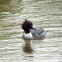 Goosander male and female