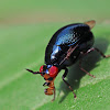 Beetle Fly