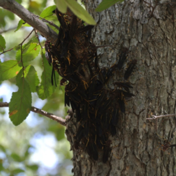 Paper Wasps | Project Noah